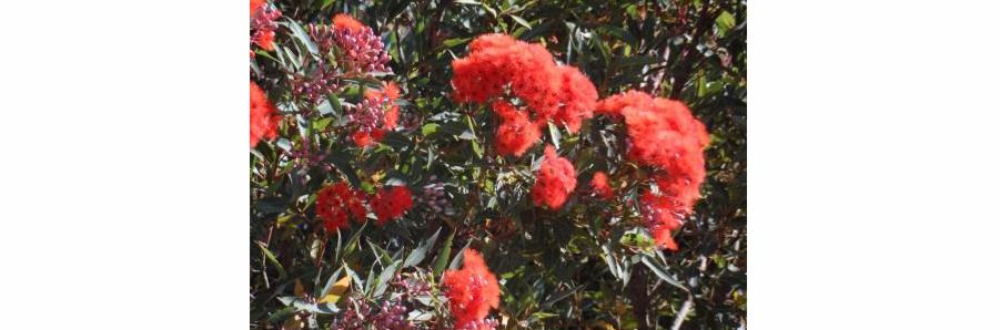 Tennessee Hill Chalets Red Flowering Gum